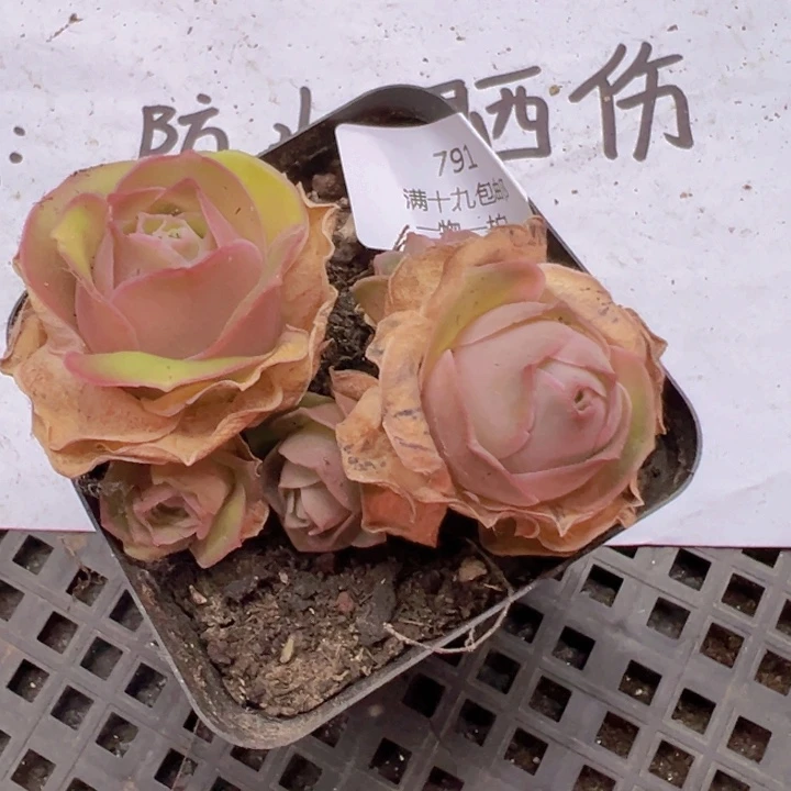 791 裸根不带土，发货不包损