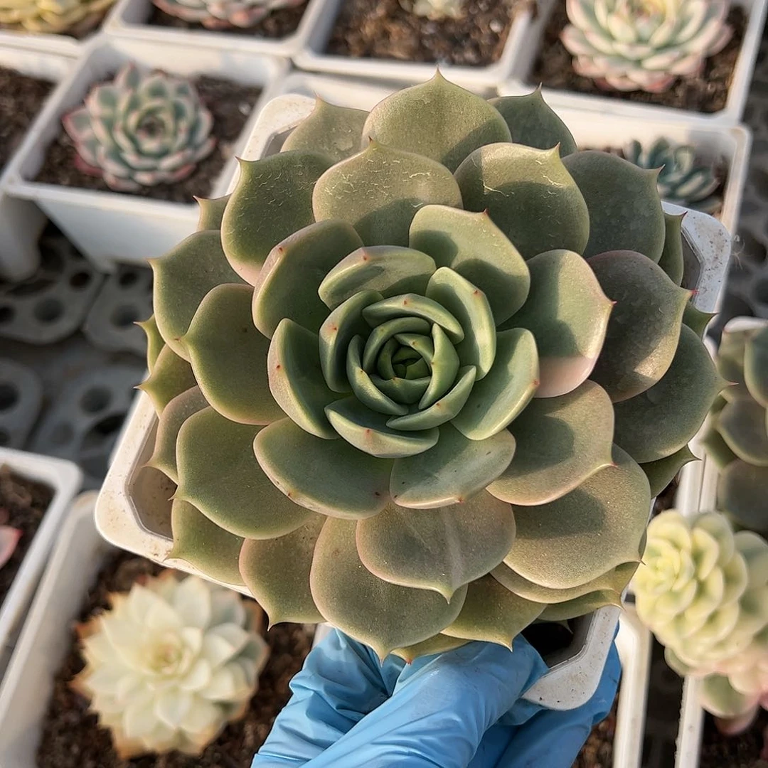 贝加尔湖锦少锦，个头大