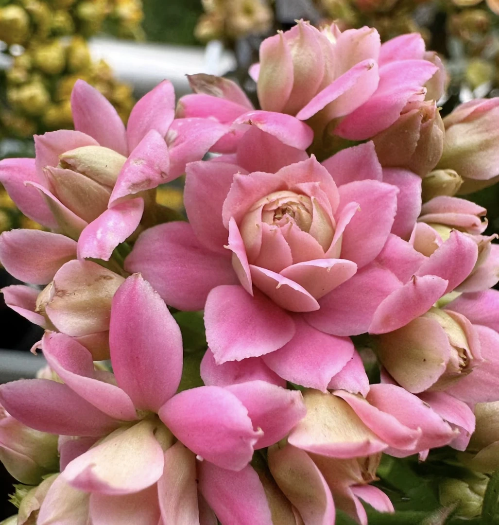 【凌波仙子】110盆长寿 稀有大花品种 基地直发