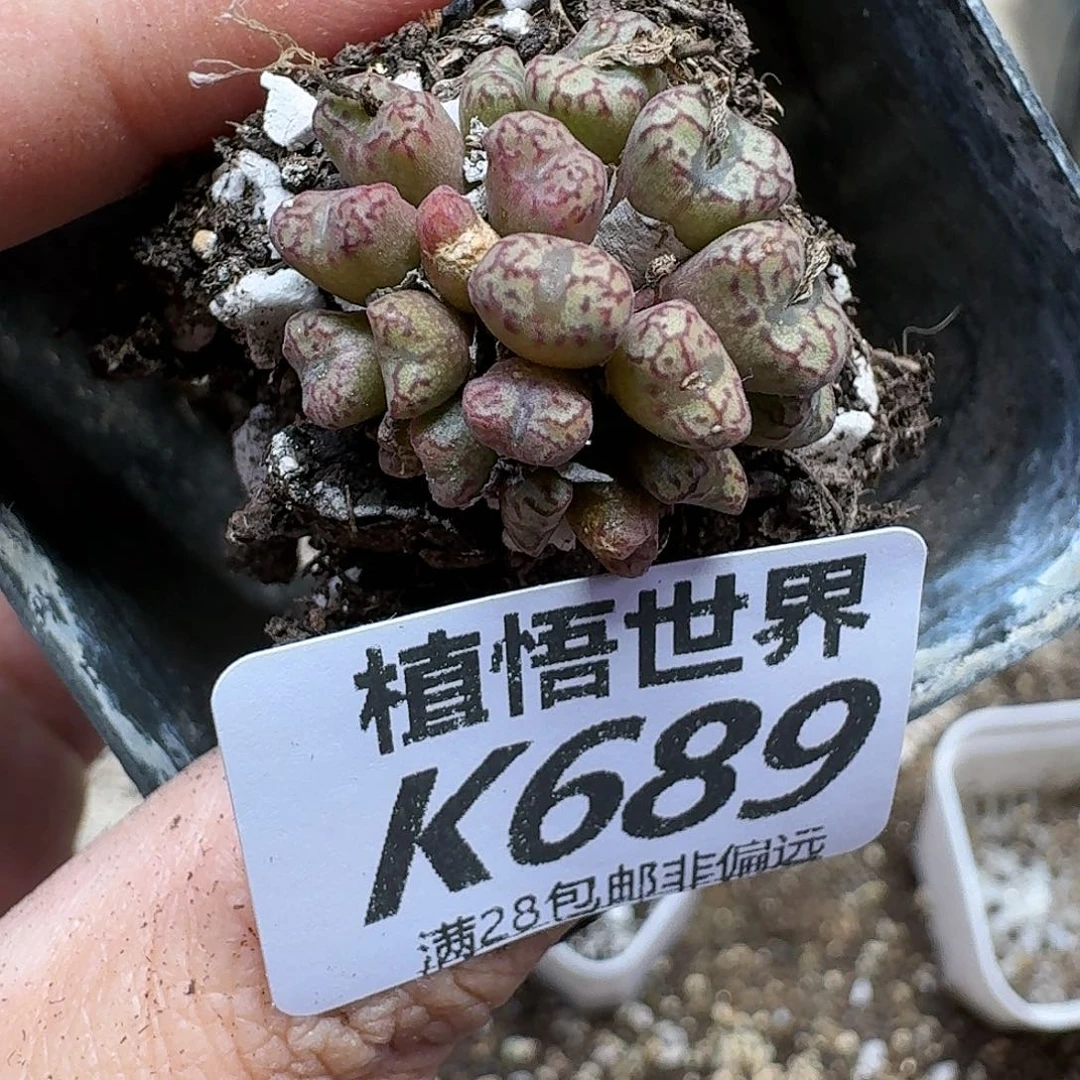 多肉W的人生的人fgh