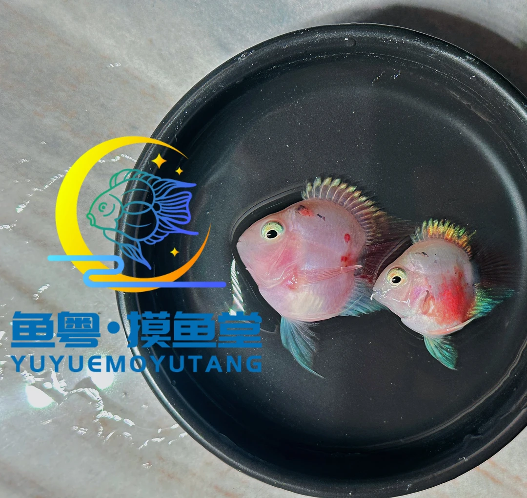 台系胭脂粉桃心迷你鹦鹉鱼（直播链接）