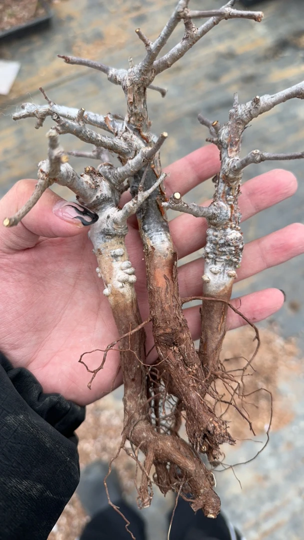 奥比克多肉植物单价价随机发