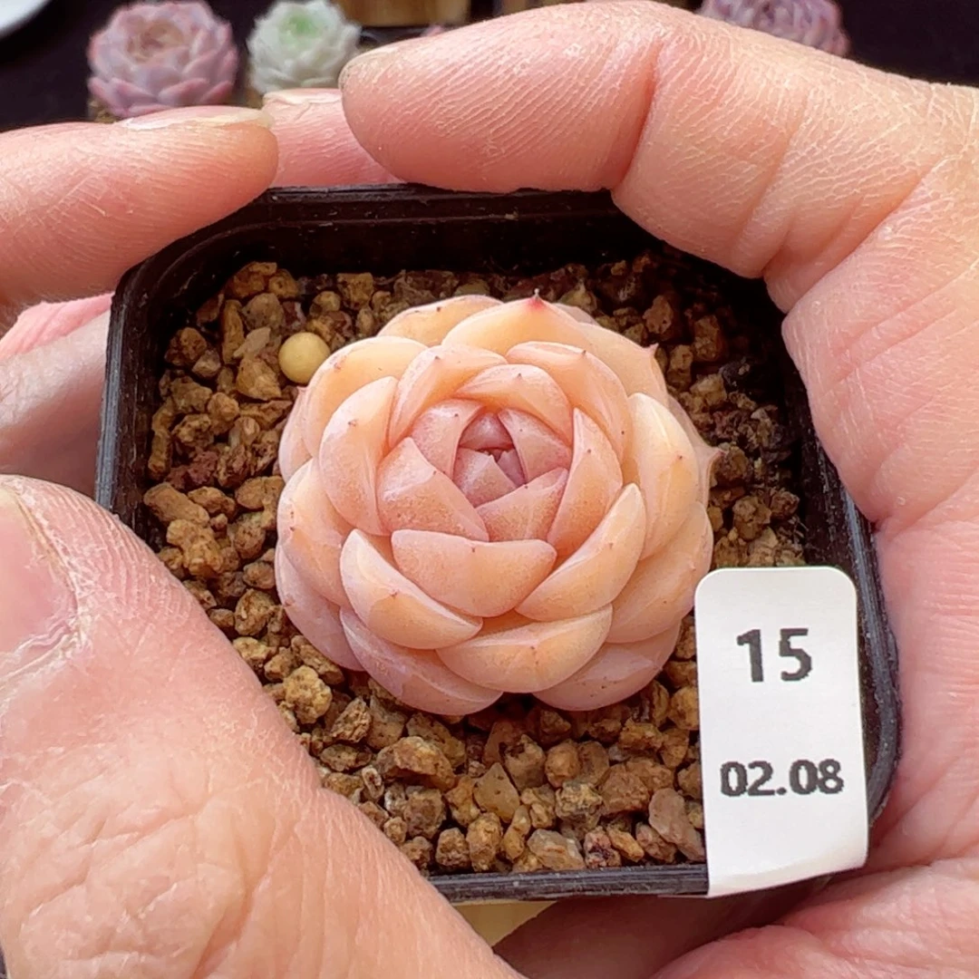 好看没名字15、哈哈哈哈