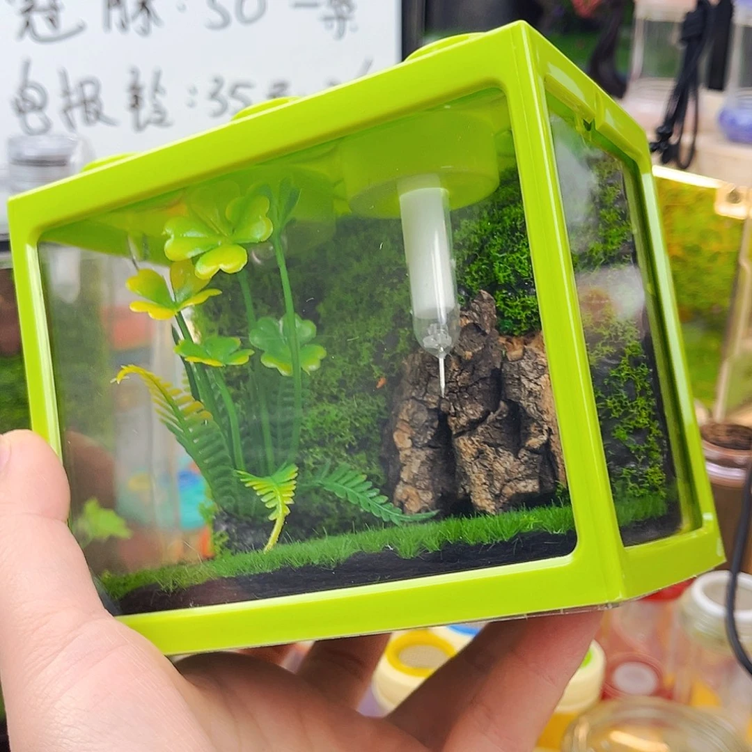 积木生态箱送柬竹