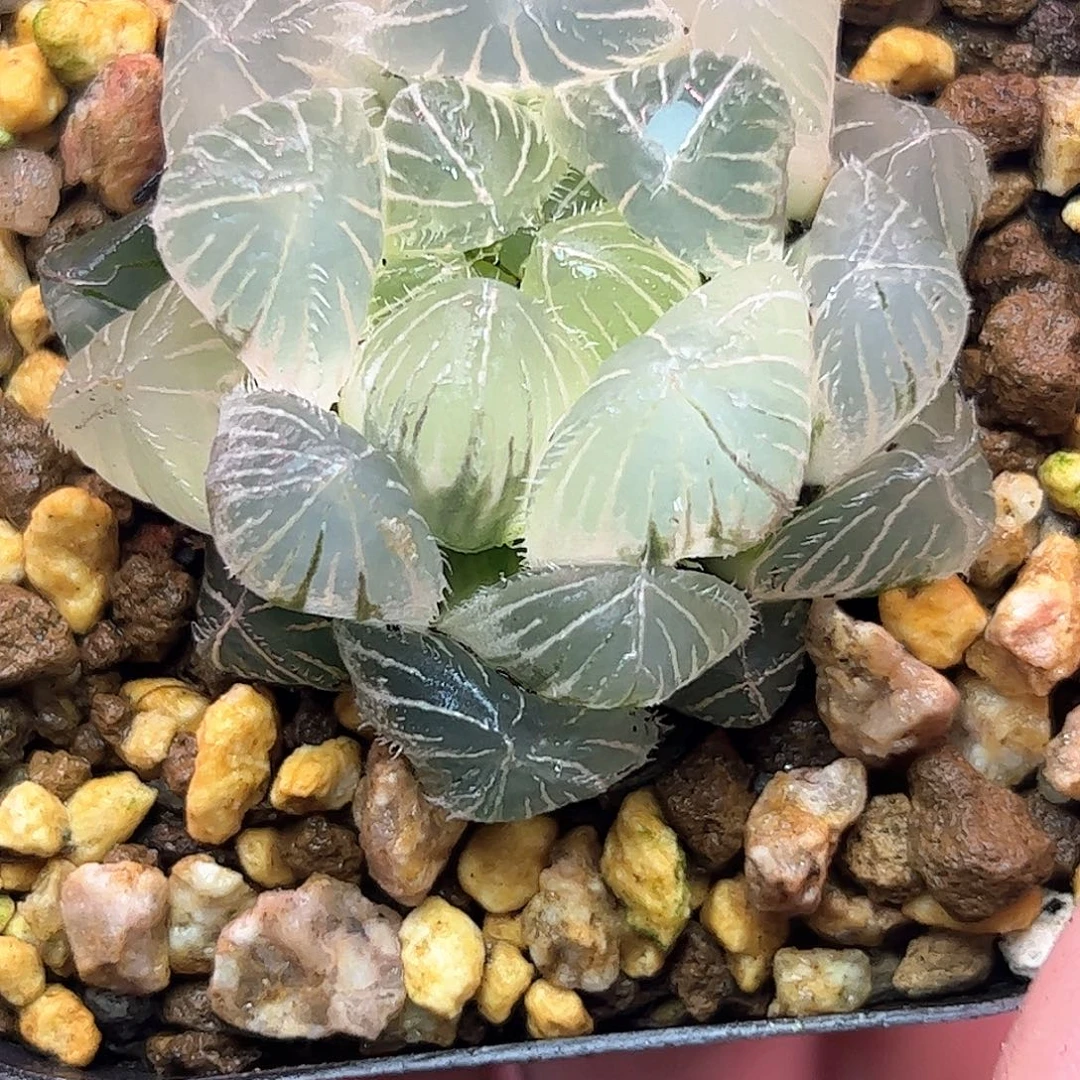 糊斑完美特大赤线