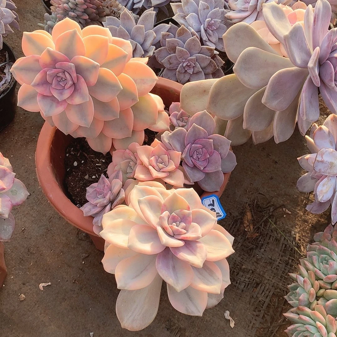 704紫乐锦 一物一拍多肉