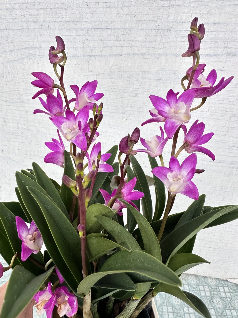 【澳洲香水萝莉】带花苞澳洲香水石斛浓香型花卉绿植盆栽基地直发