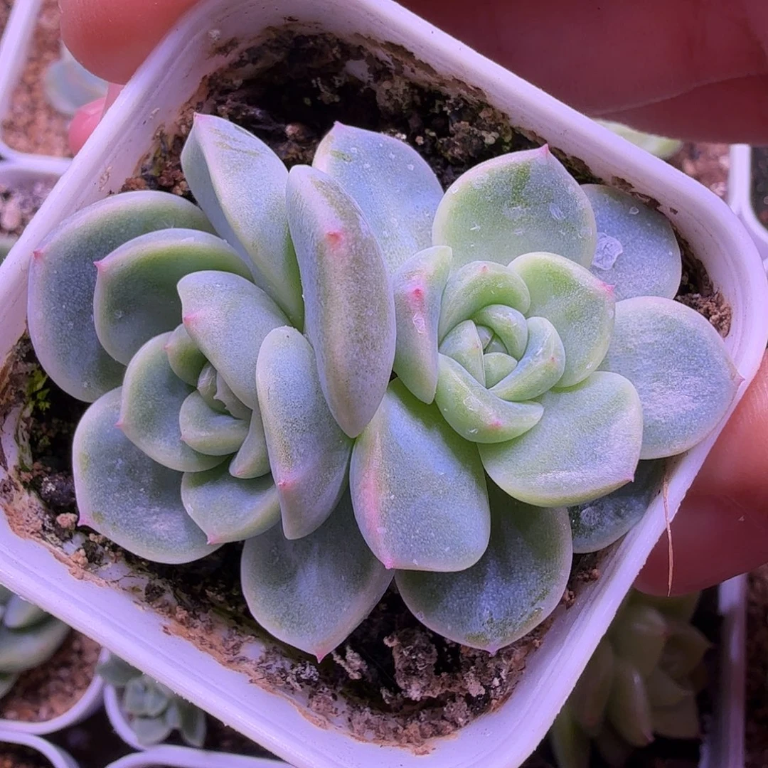 甜心5000一物一拍