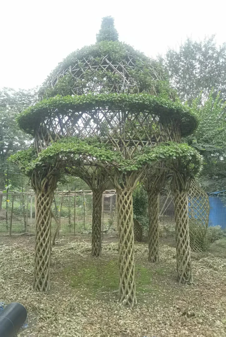 川红紫薇编艺造型