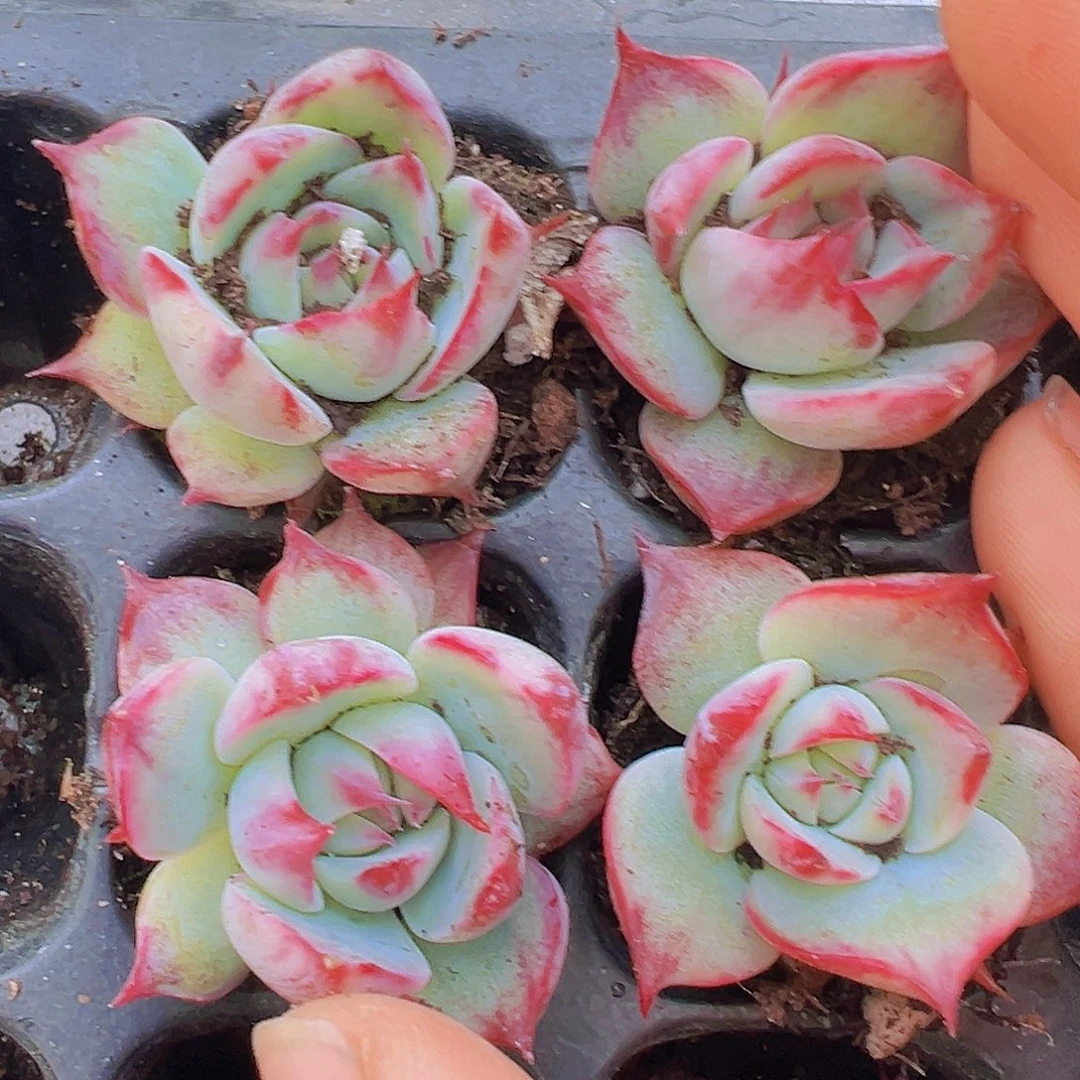 宽叶惊鸿仙子5颗苗