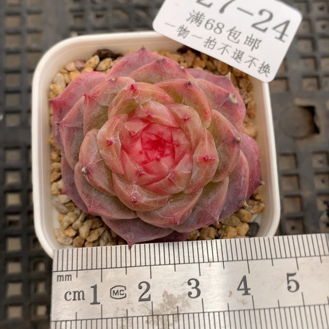 24。冻唇蜜多肉。糖心多肉。