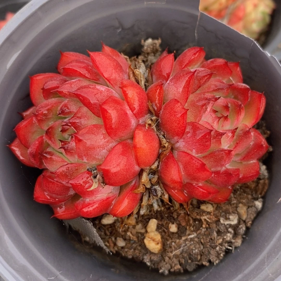 可问主播品种，下滑链接更多品种多肉选择