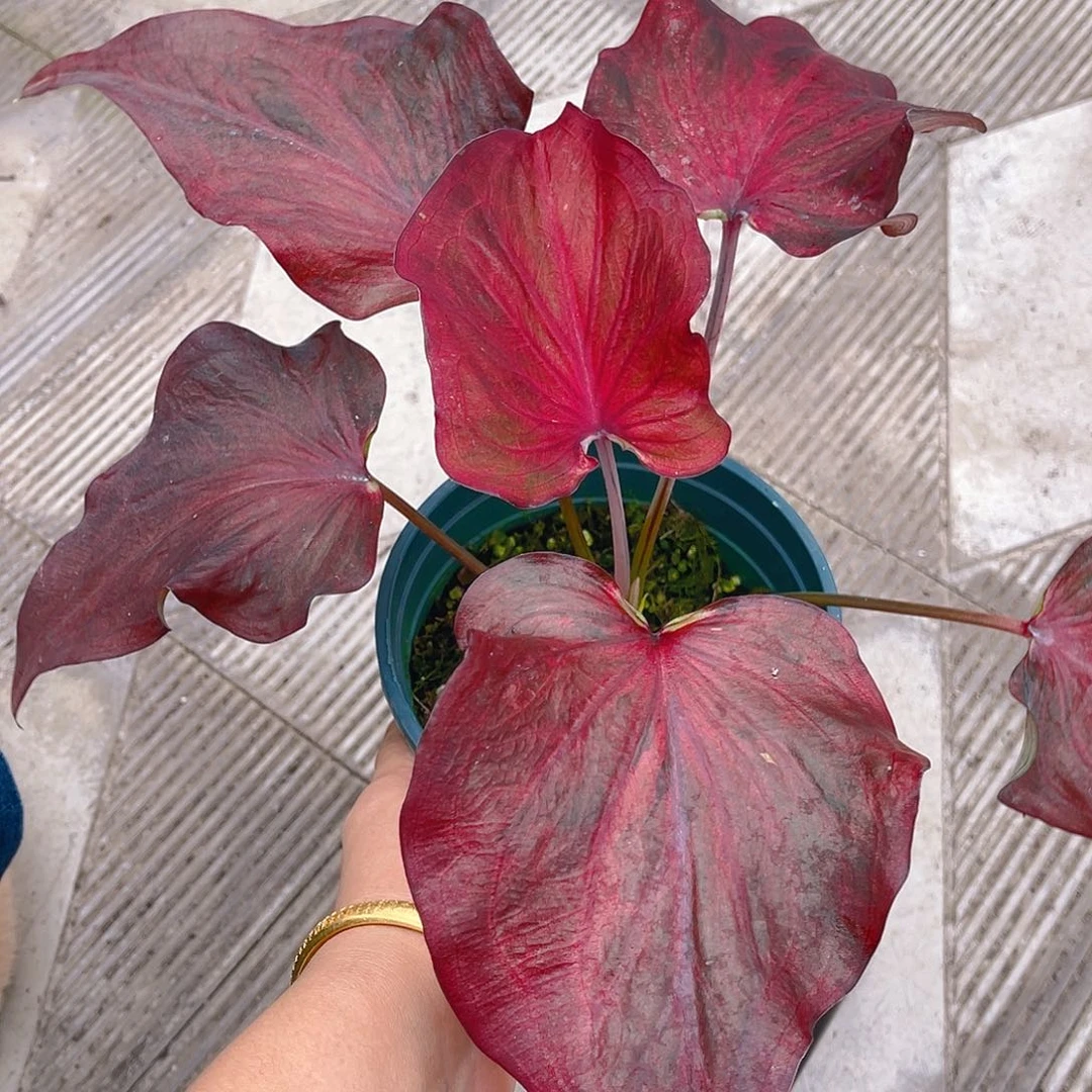 完全开放泰彩一物一拍2265