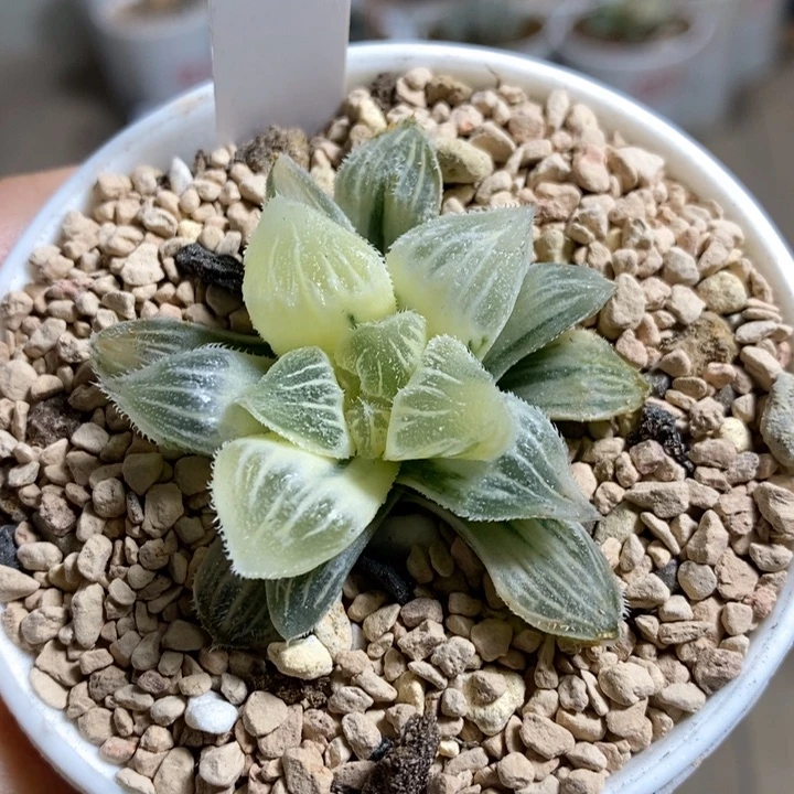棉花糖锦糊斑22222222222
