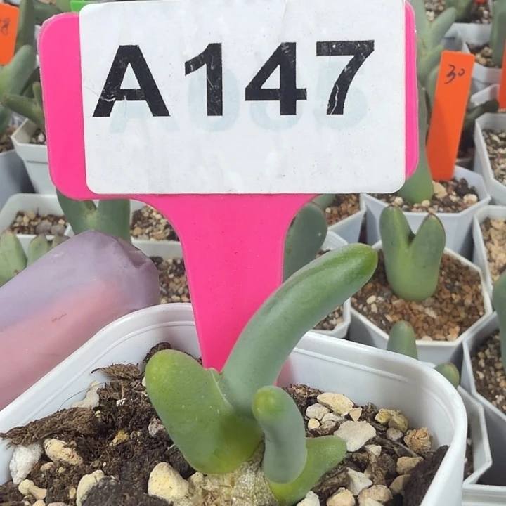 147mmmmmmmmmmmmnnnjj