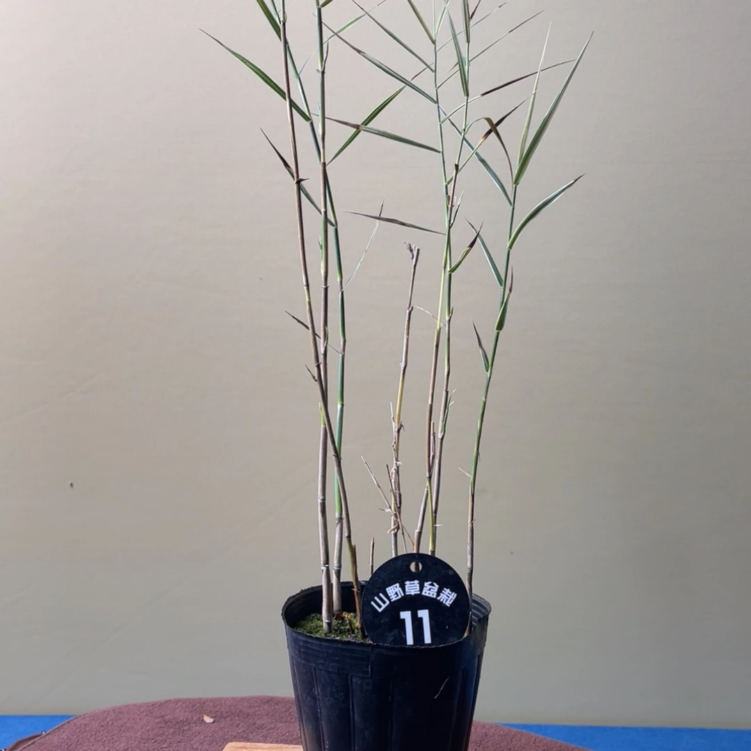 完全开放盆栽植物