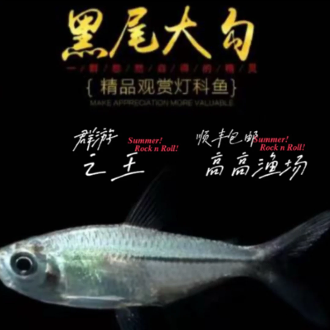 新奇宠物黑尾大勾(群游之王)观赏鱼小型淡水灯科活体草缸可混养