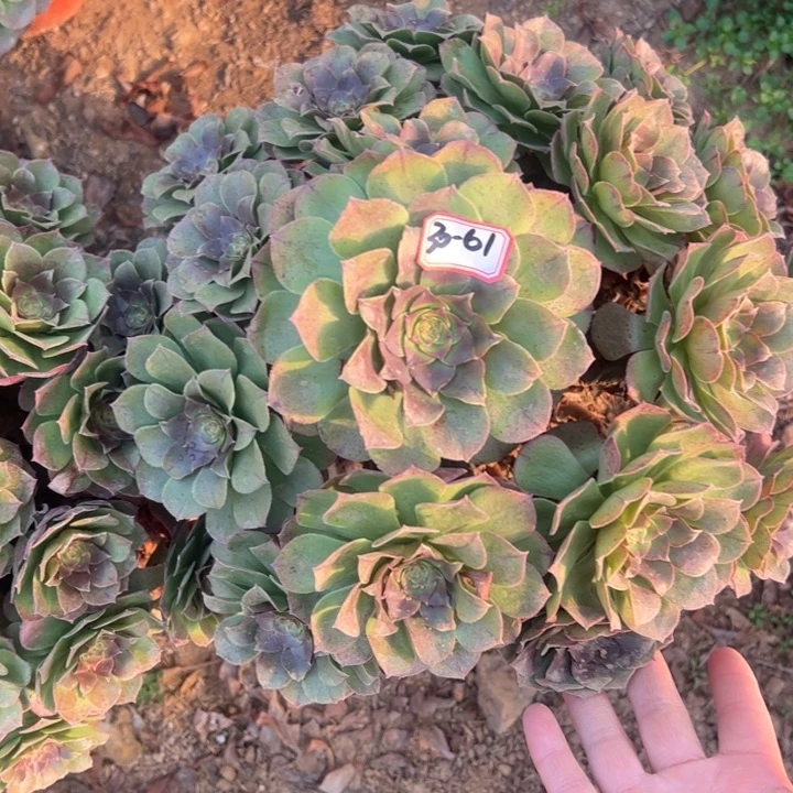 万圣节多肉植物30-61