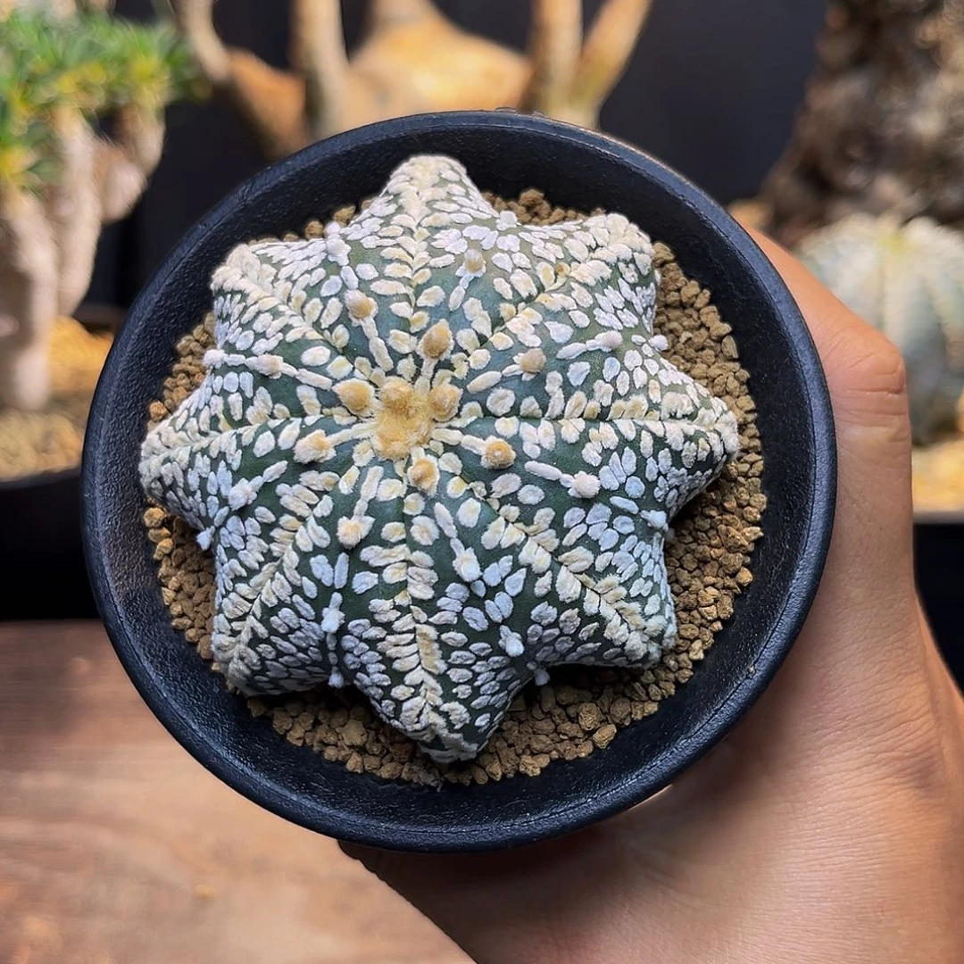 海星Aaaaaaaaaaaaaaaaaa