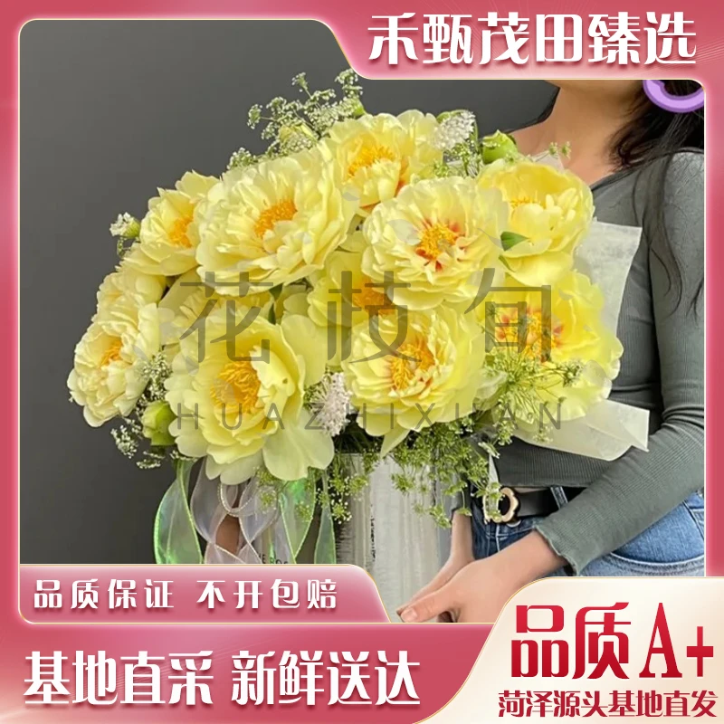 【顺丰包邮 现货直发】伊藤芭次拉 进口伊藤杂交牡丹 菏泽基地直发