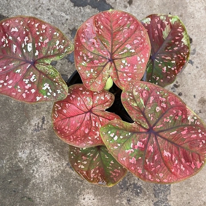 84-1218彩叶芋广东现货