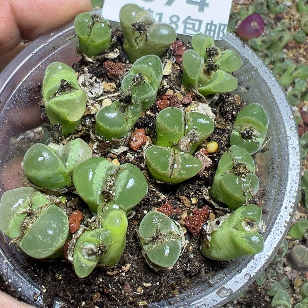 【闪购商品】 074。