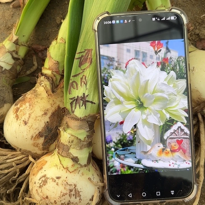 无花朵玛丽琳6.5左右单球