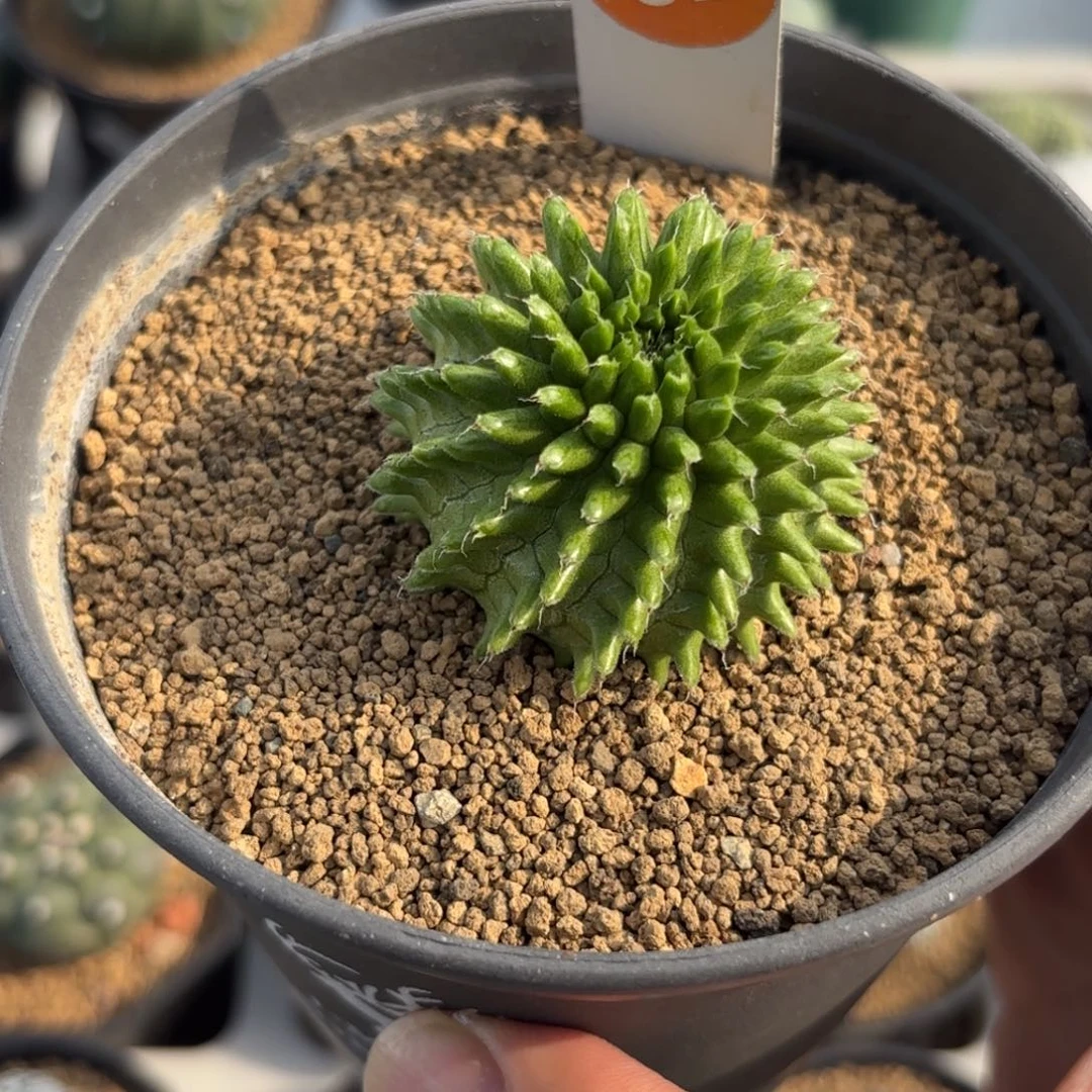 82实生海胆大戟带盆带土发货