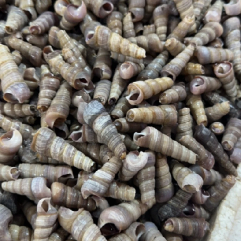 冰鲜去头钉螺500g