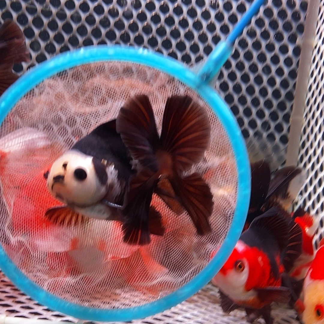 菜***菜金鱼百褶泰狮111111