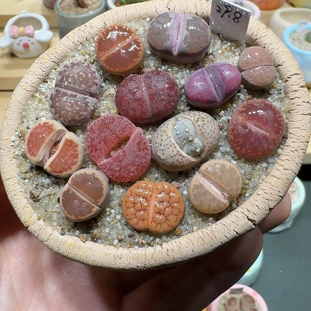 红陶蘑菇599彩拼