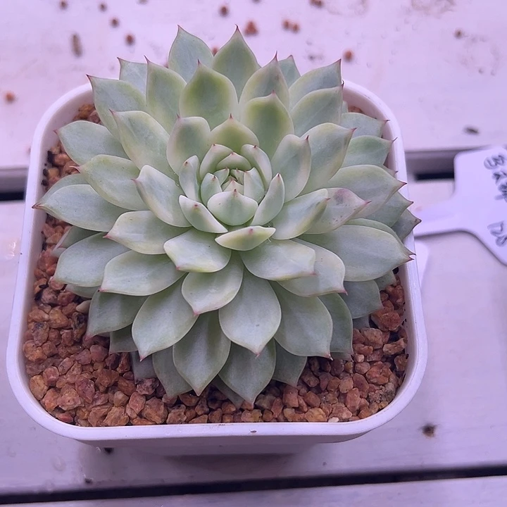 Tp锦大单头多肉植物