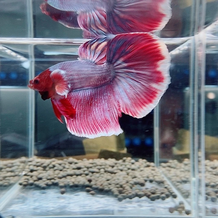 斗鱼黑123号巨斗半月