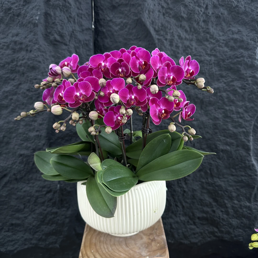 Petal8优选【莫雷利亚】-蝴蝶兰 组盆摆设客厅摆设种植基地发货