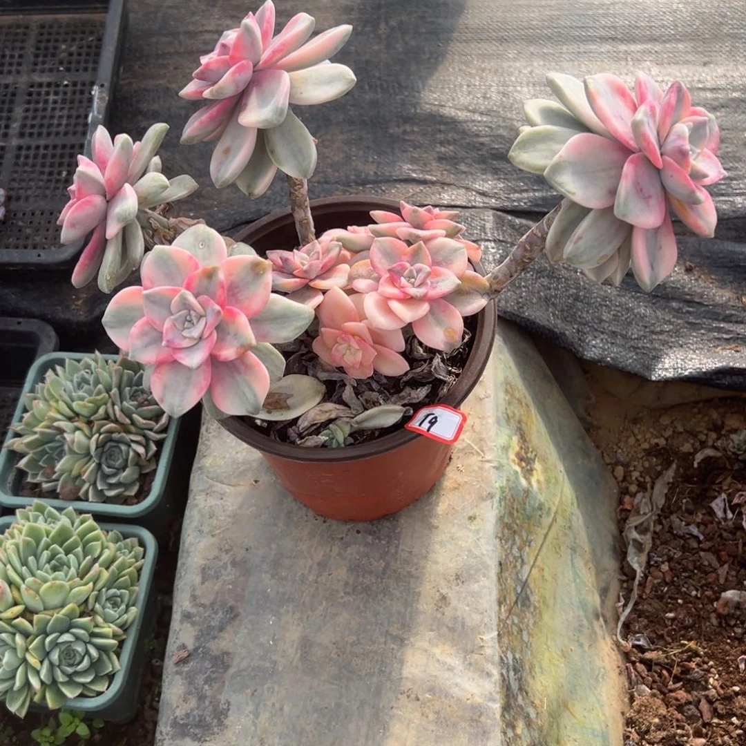 美***光精品多肉植物老桩