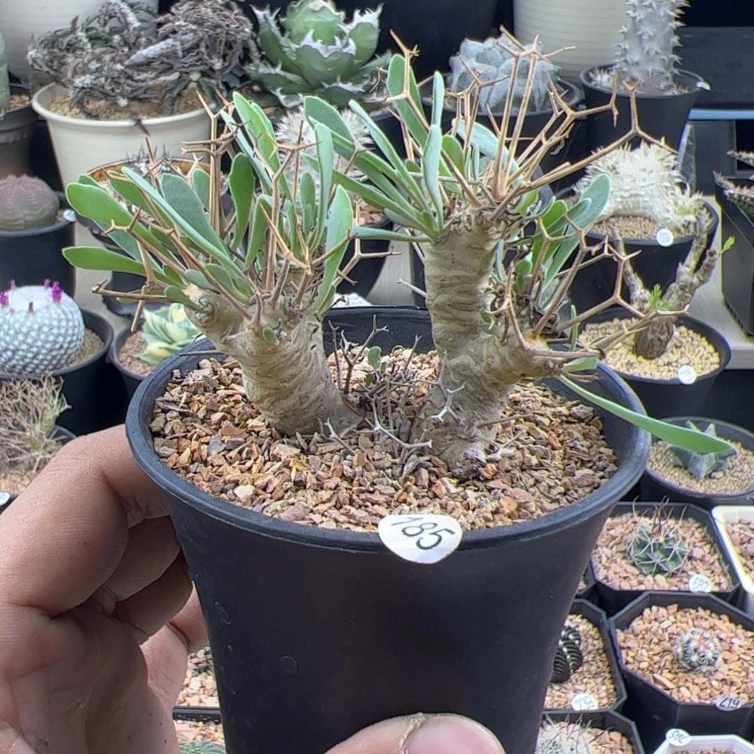 黑鬼殿厚敦菊一物一拍185