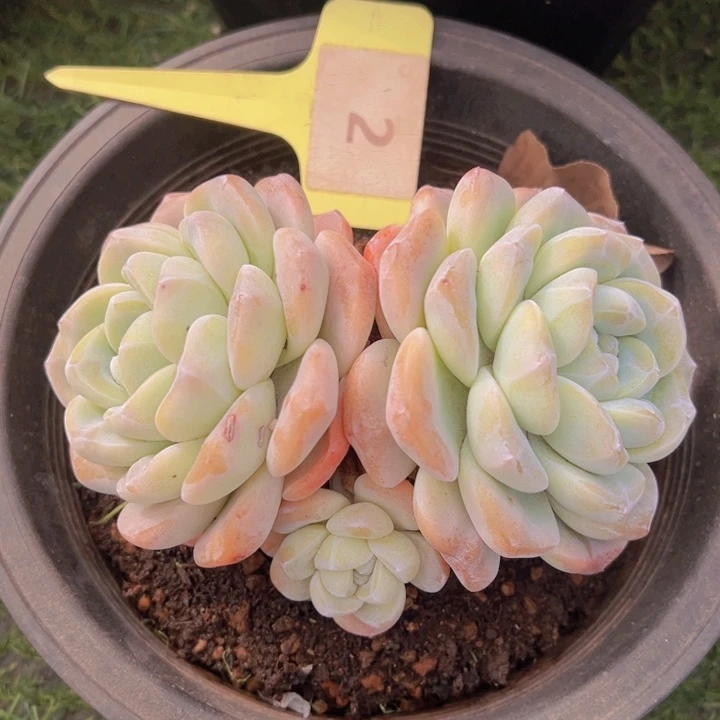 健健康康平平安安