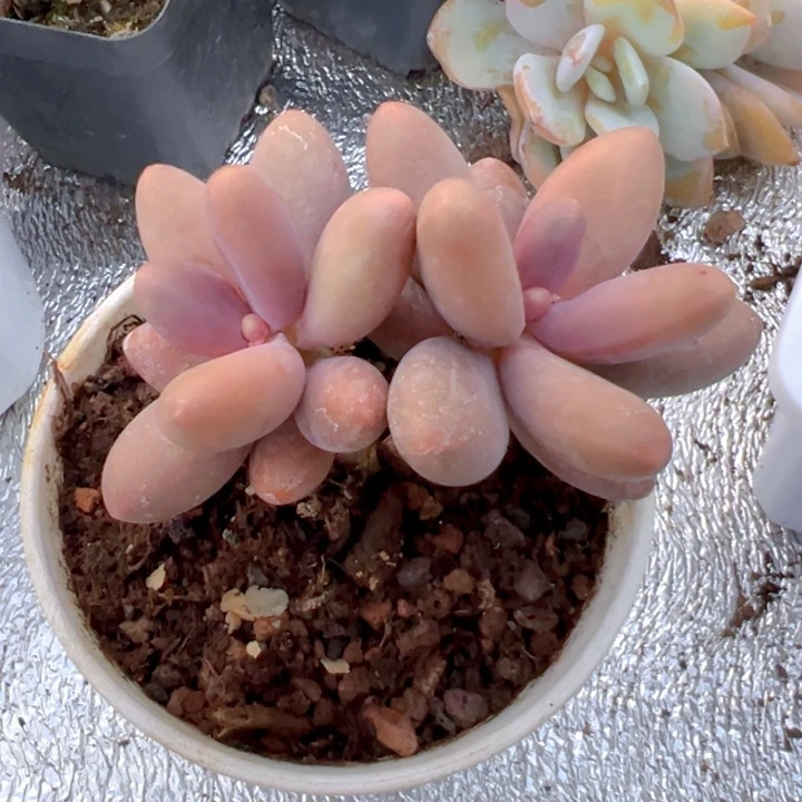 糖果美人多肉【一物一拍】两单包邮