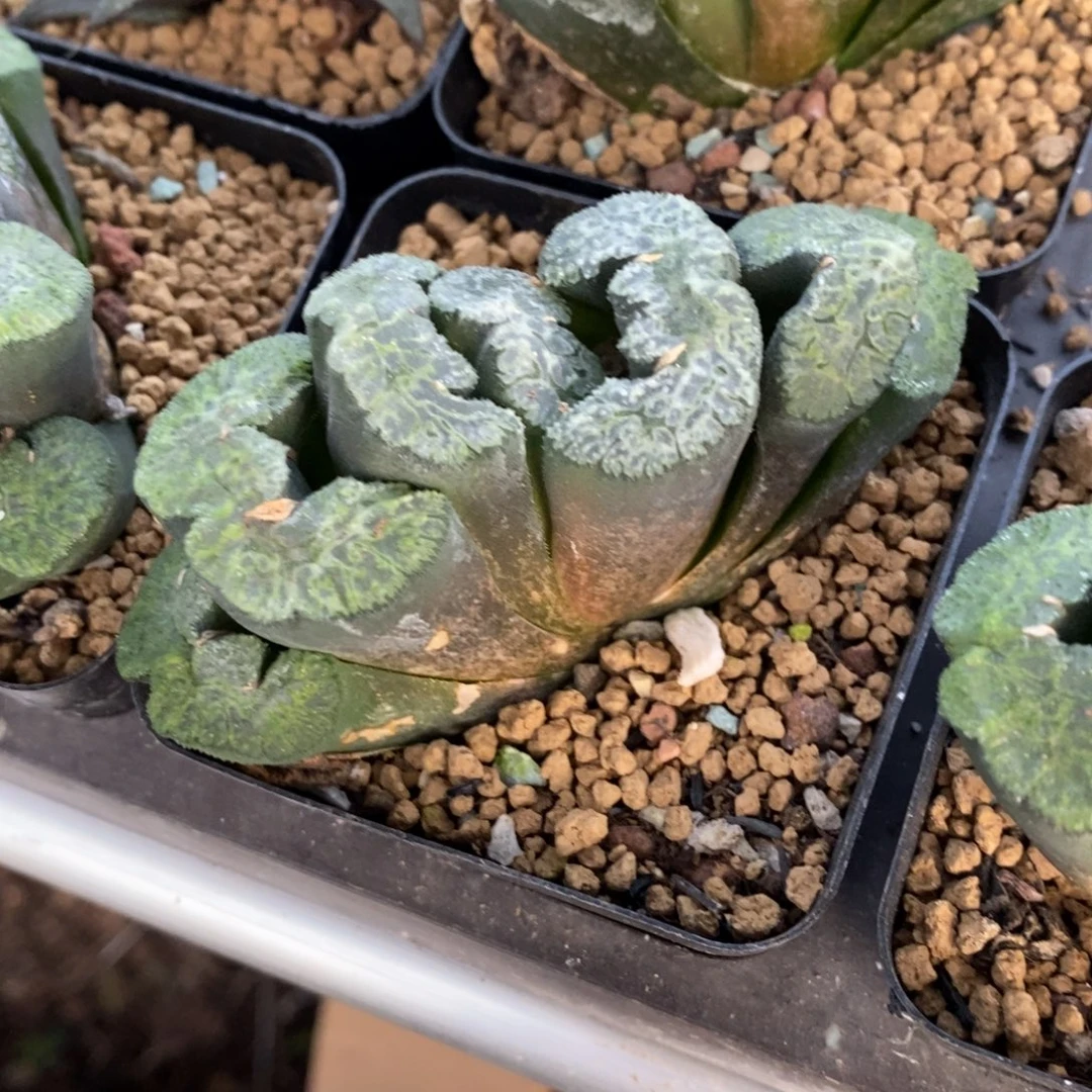 绿***宝836 一颗福利。