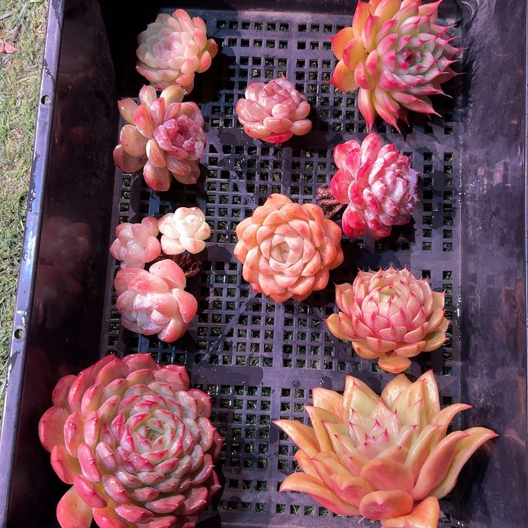 10颗多肉多肉多肉多肉