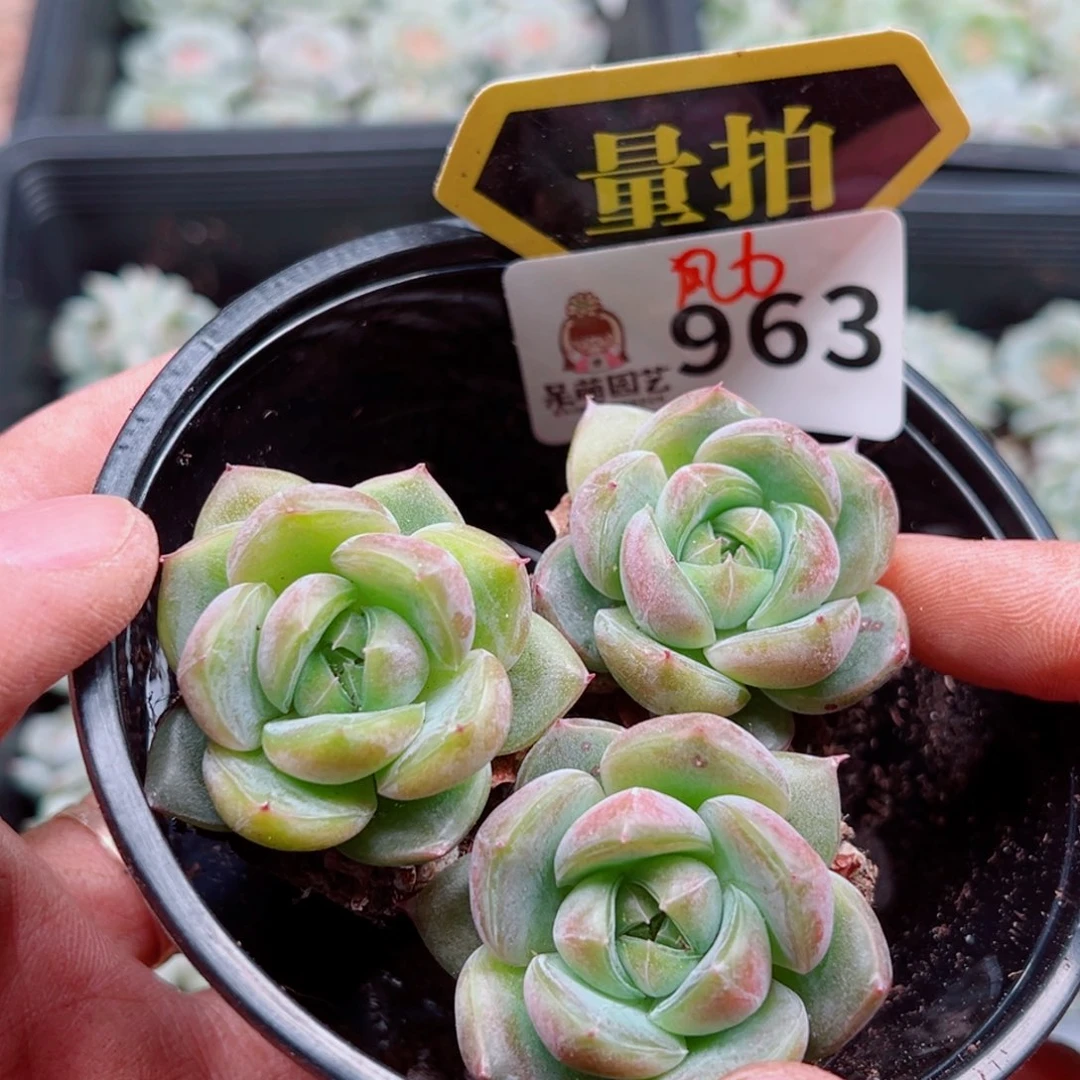 当前无花朵，栽培后可花朵