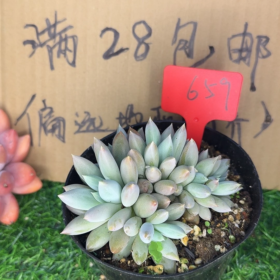 云南多肉小栈659哥特群