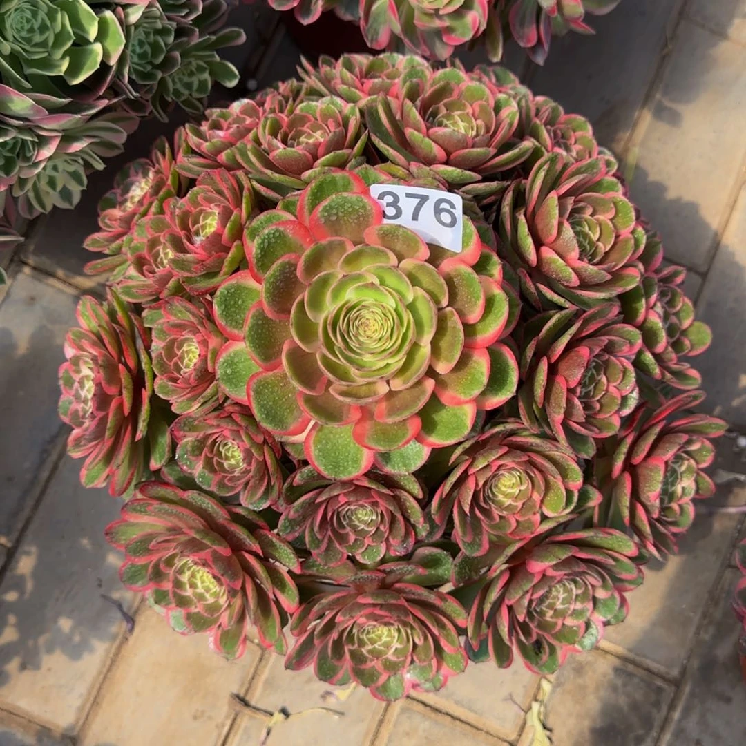一**候粉花妖376