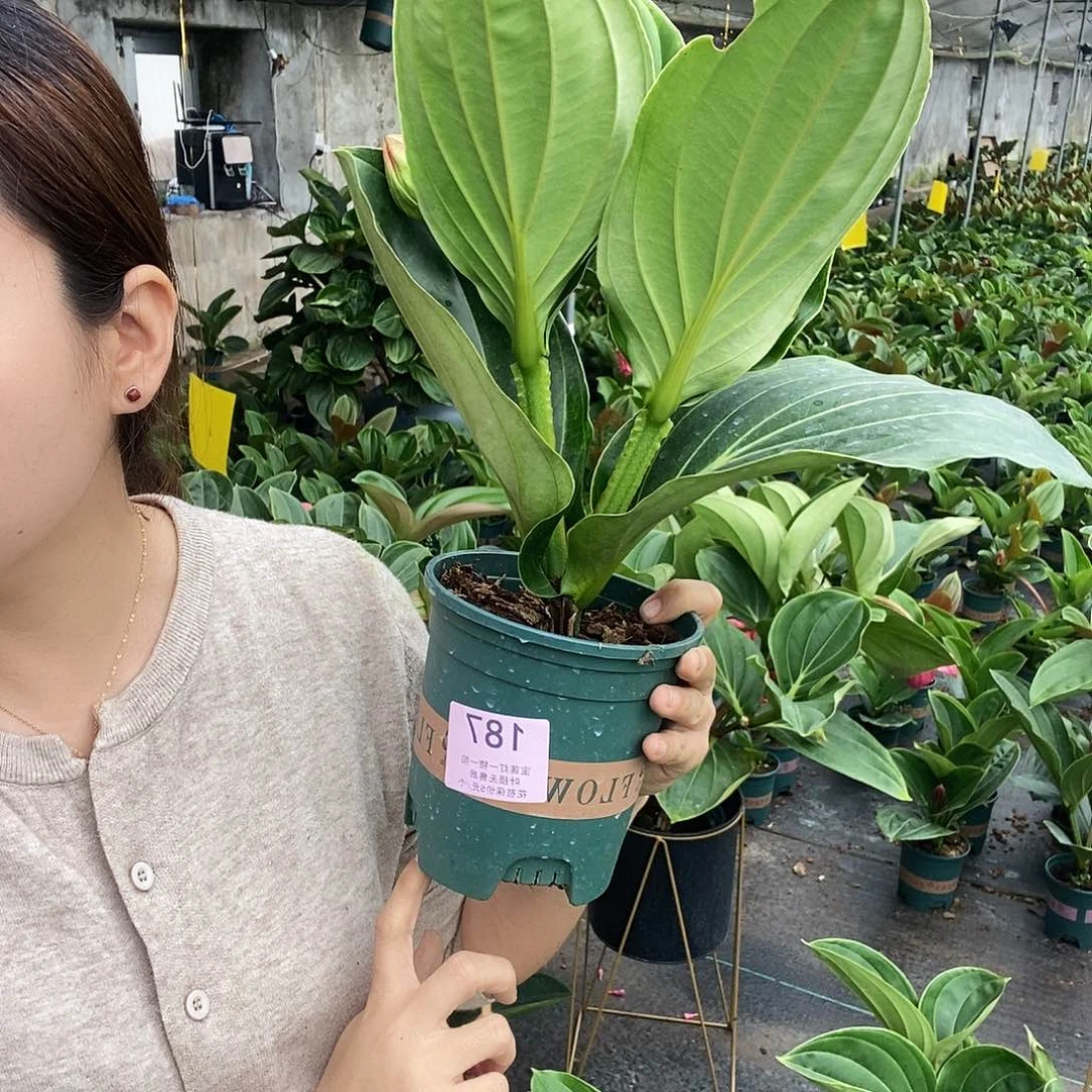 木本植物枫**信木本花卉187叶损