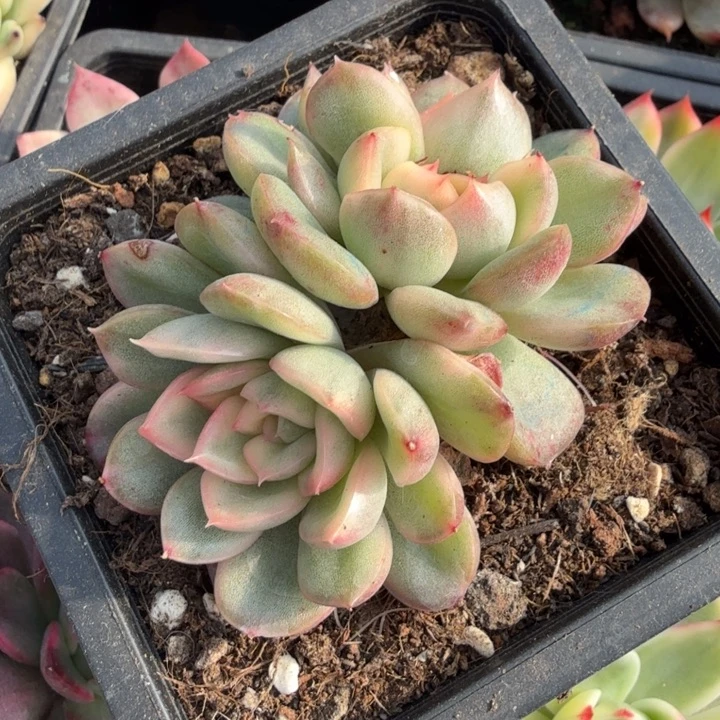 幸**生一刻锦的如今的如今