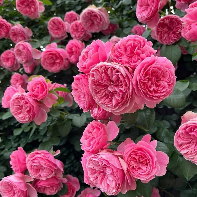 粉色达芬奇藤本月季花苗盆栽特大花浓香阳台庭院花卉植物粉达