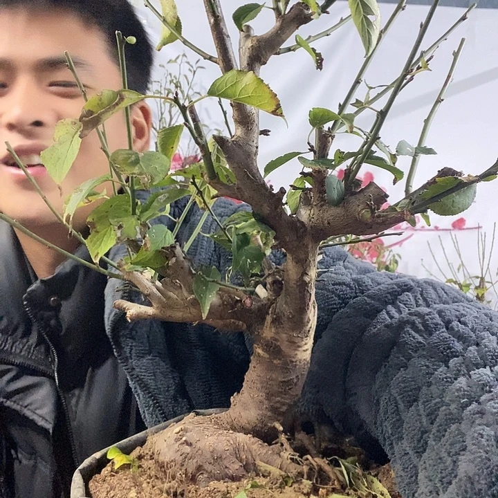 完全开放35的梅花