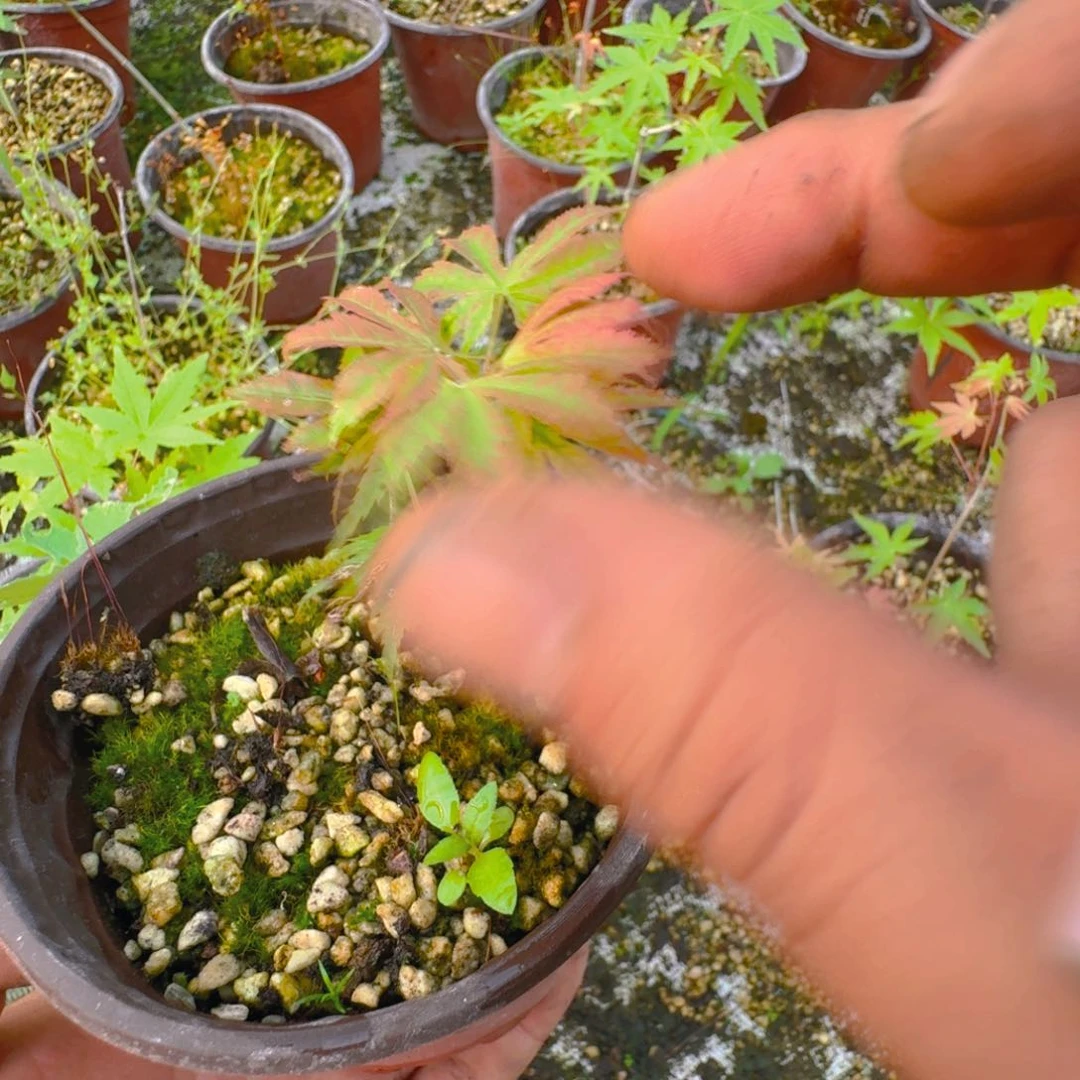 日本原生枫树扦插苗女神