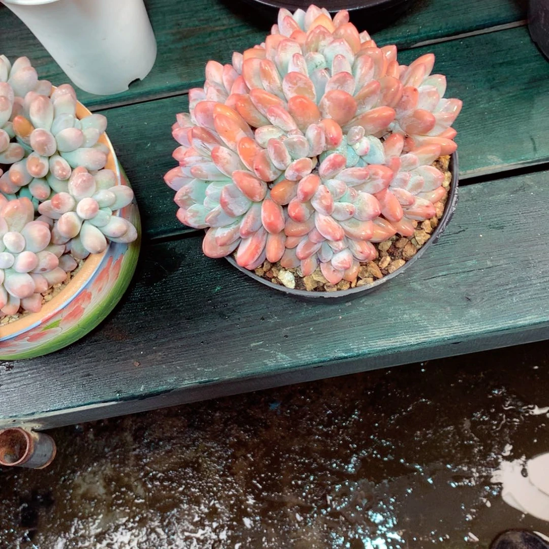 半***～一物一拍一物一拍