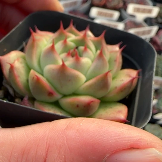 107海王多肉植物多